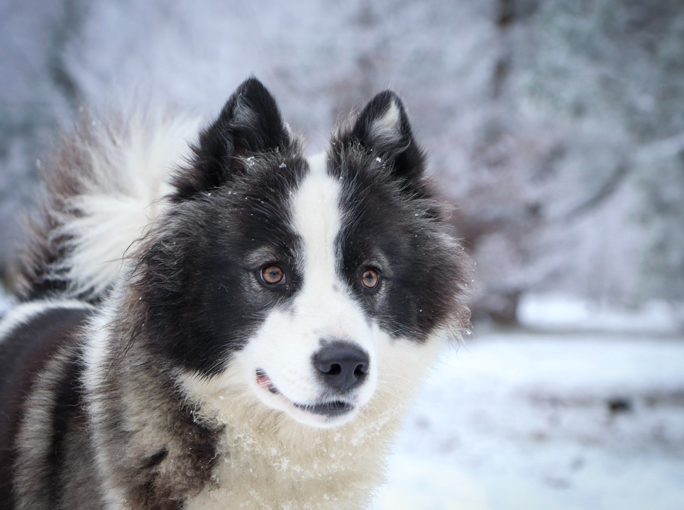 CH. Dust Of Snow Underworld sonja akenaï