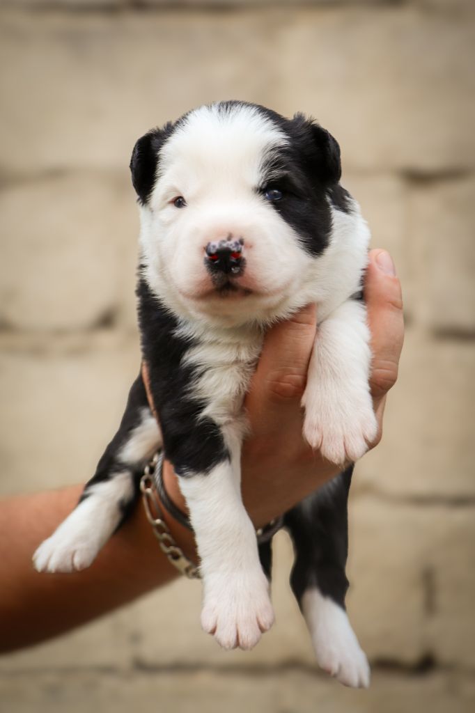 Des Echos Du Musher - Chiots disponibles - Laika de iakoutie