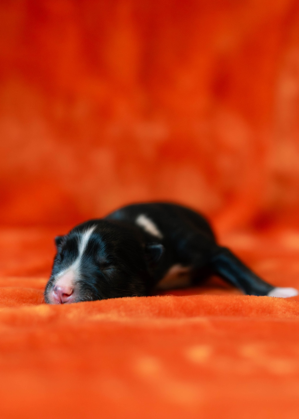 Des Echos Du Musher - Chiots disponibles - Laika de iakoutie