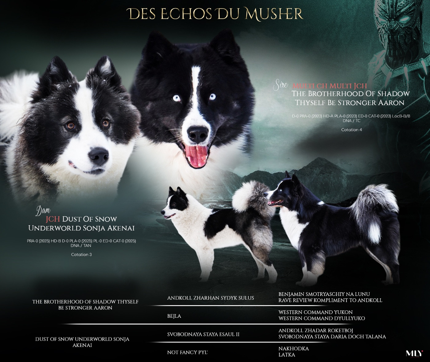Chiot Laika de iakoutie Des Echos Du Musher