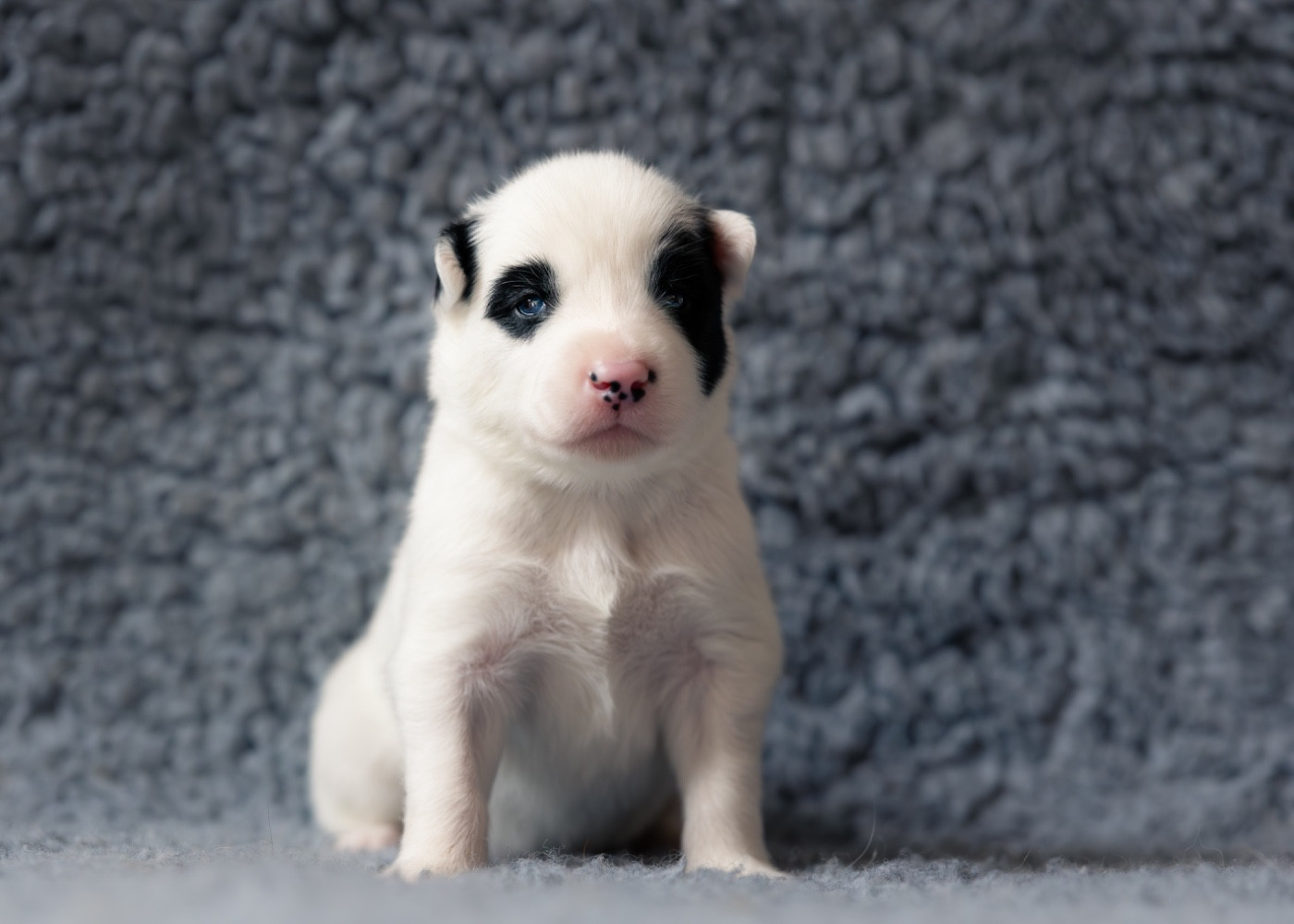Des Echos Du Musher - Chiots disponibles - Laika de iakoutie