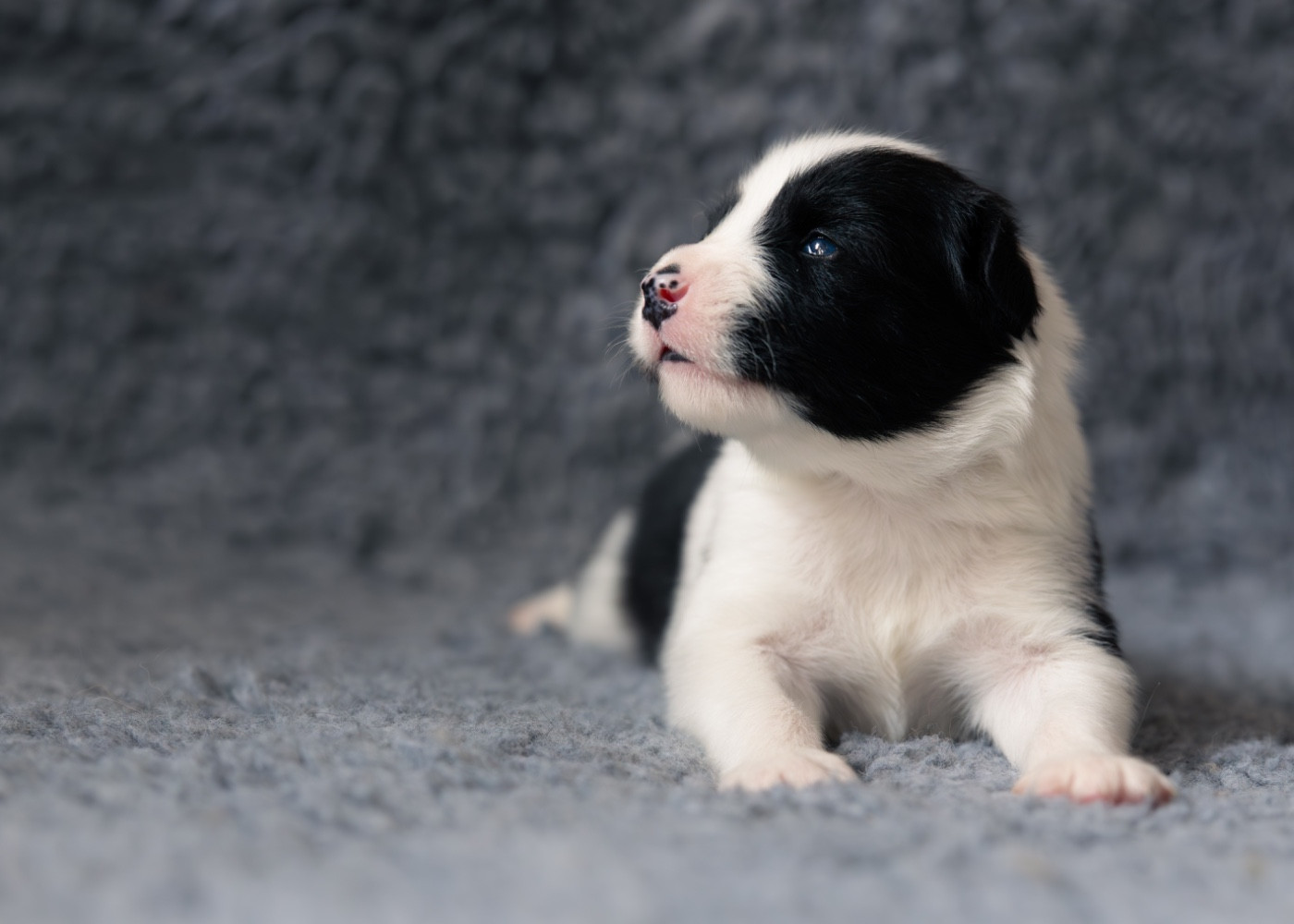 Des Echos Du Musher - Chiots disponibles - Laika de iakoutie