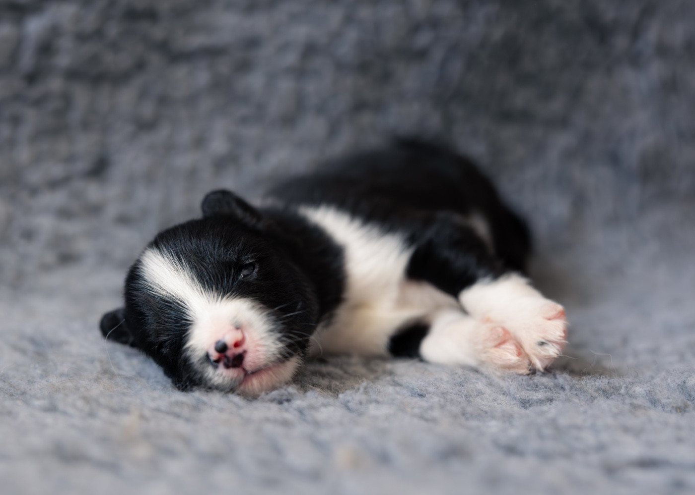 Des Echos Du Musher - Chiots disponibles - Laika de iakoutie