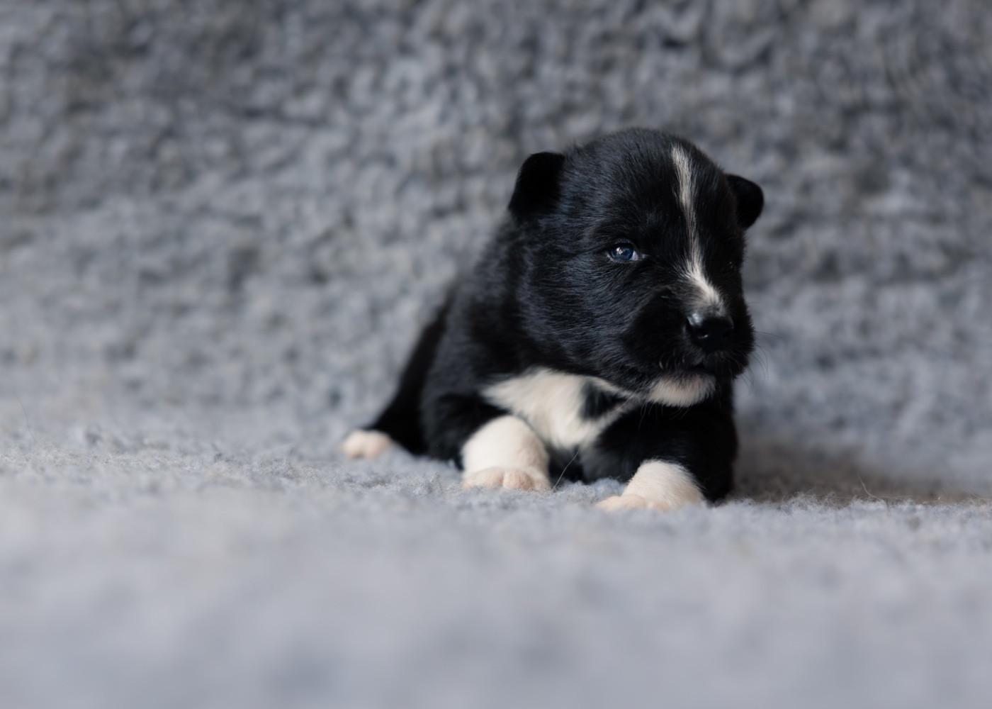Des Echos Du Musher - Chiots disponibles - Laika de iakoutie