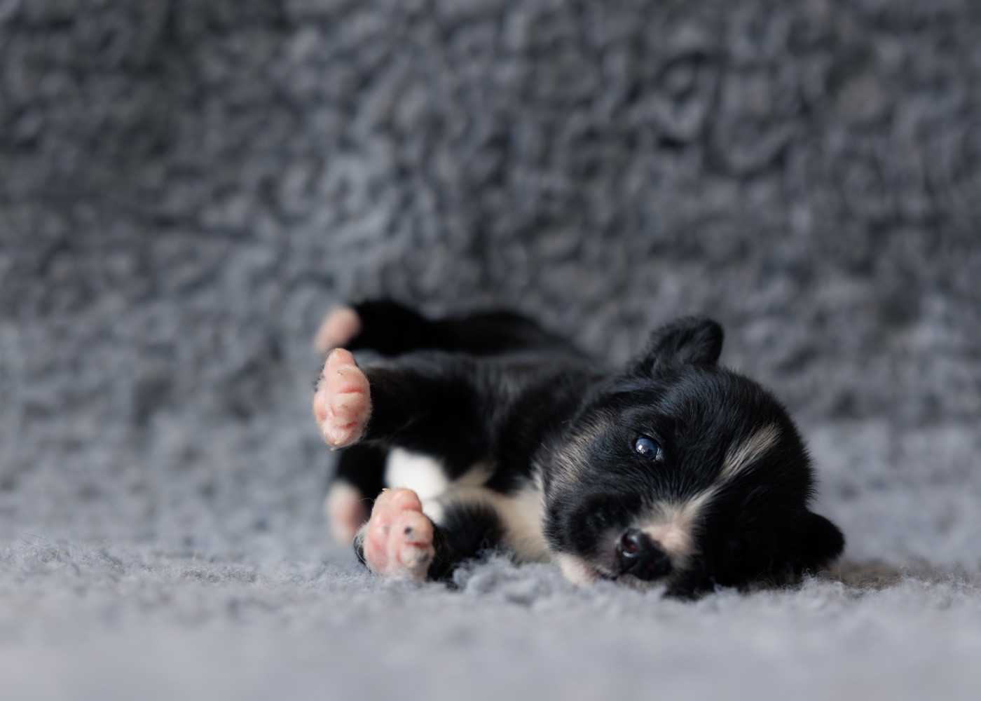 Des Echos Du Musher - Chiots disponibles - Laika de iakoutie