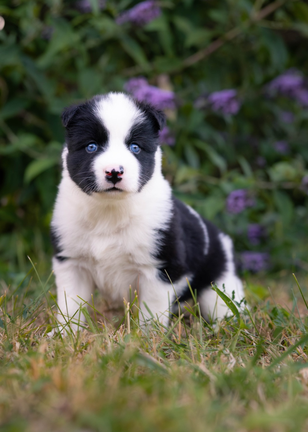 Des Echos Du Musher - Chiots disponibles - Laika de iakoutie