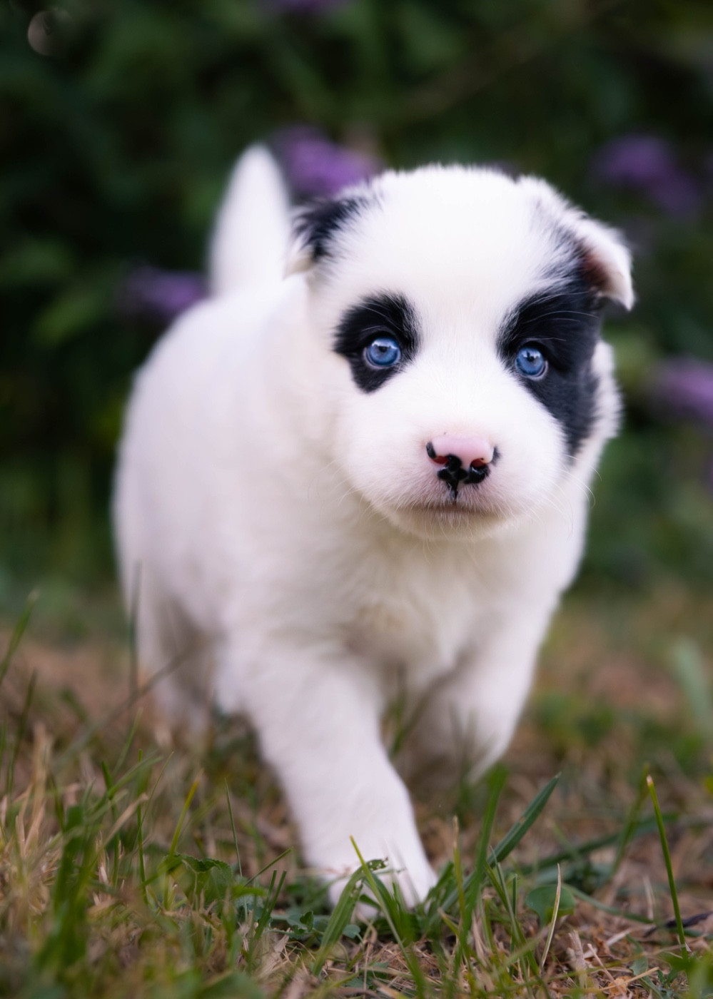 Des Echos Du Musher - Chiots disponibles - Laika de iakoutie