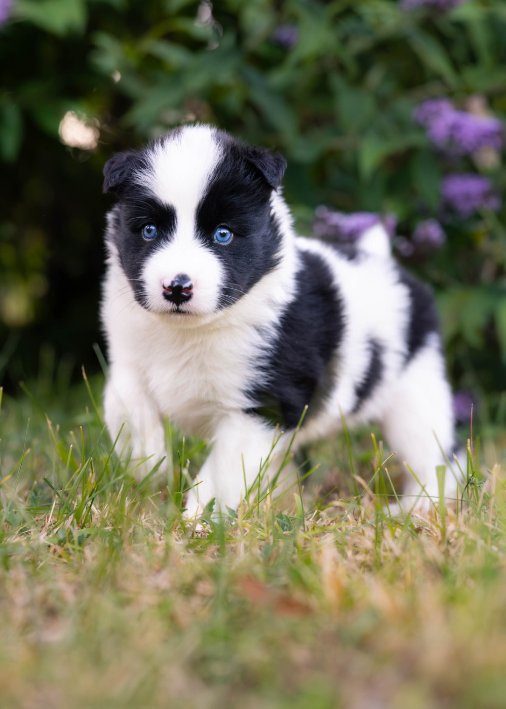 Des Echos Du Musher - Chiots disponibles - Laika de iakoutie