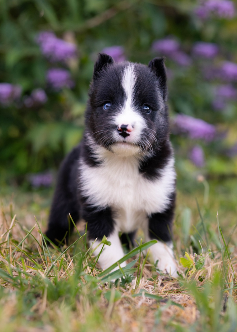 Des Echos Du Musher - Chiots disponibles - Laika de iakoutie