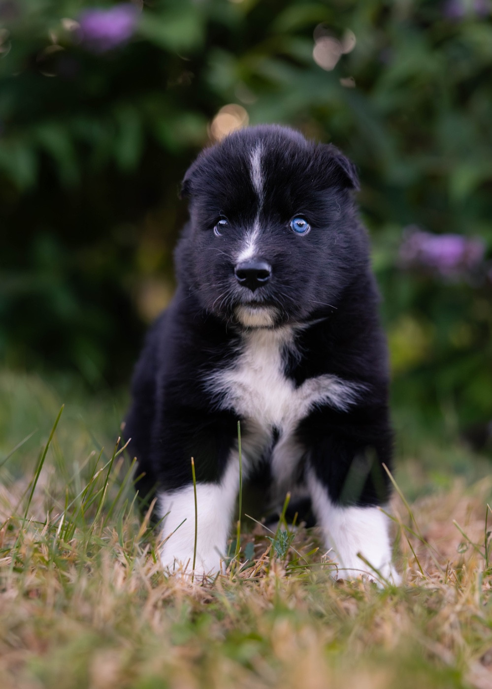 Des Echos Du Musher - Chiots disponibles - Laika de iakoutie