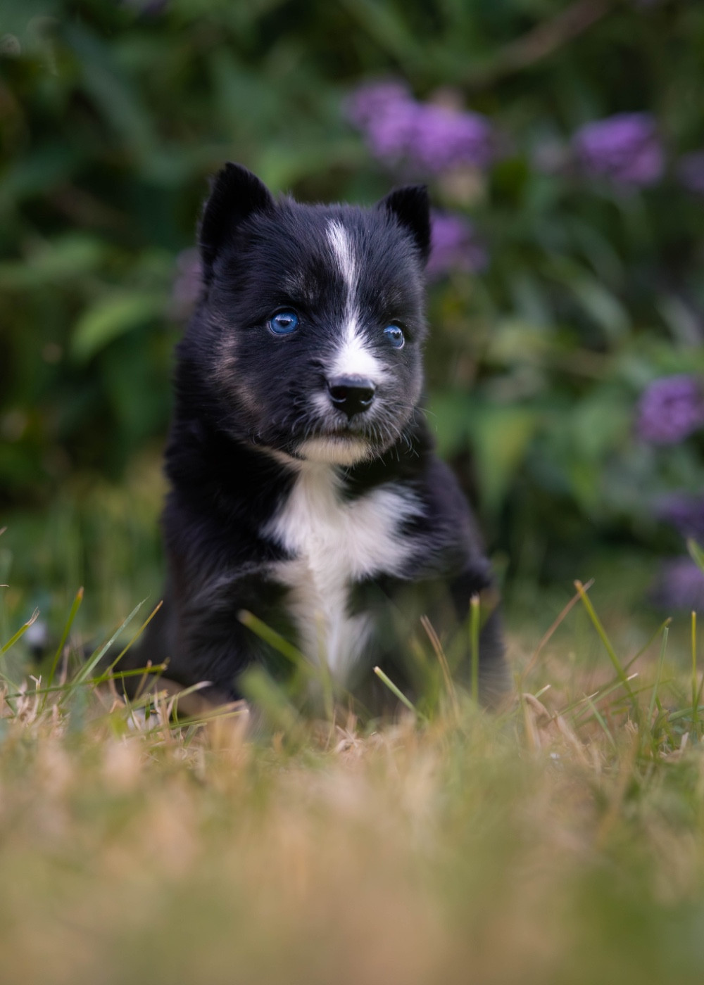 Des Echos Du Musher - Chiots disponibles - Laika de iakoutie