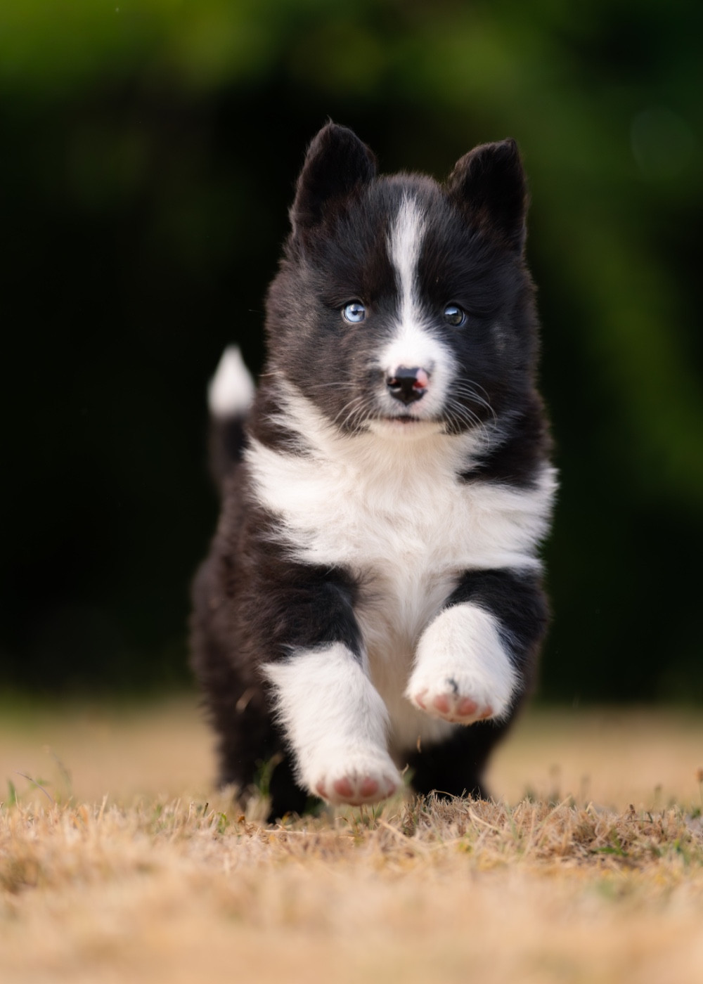 Des Echos Du Musher - Chiots disponibles - Laika de iakoutie