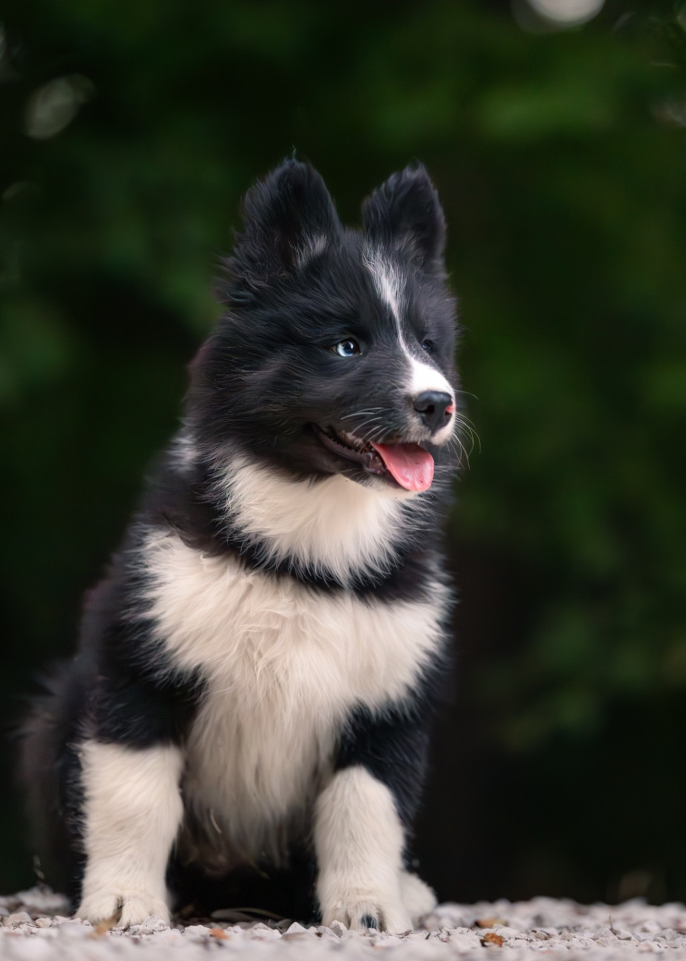 Des Echos Du Musher - Chiots disponibles - Laika de iakoutie