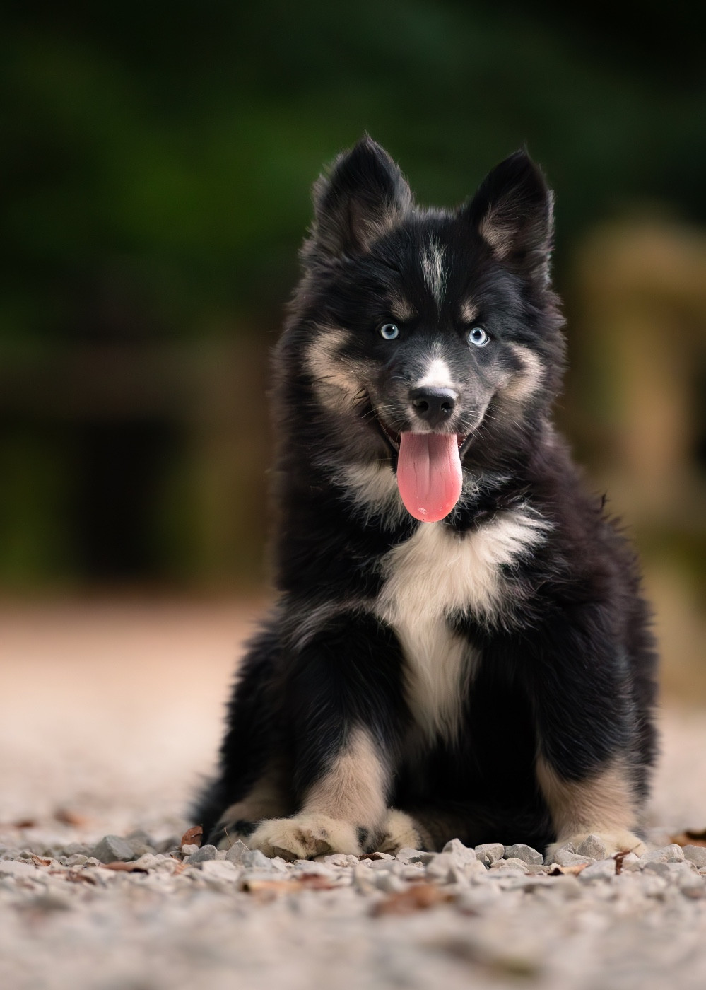 Des Echos Du Musher - Chiots disponibles - Laika de iakoutie