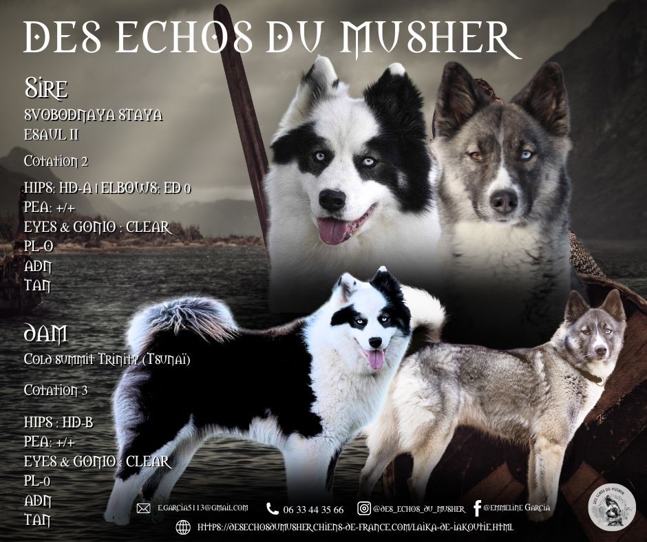 Des Echos Du Musher - Laika de iakoutie - Portée née le 18/08/2025