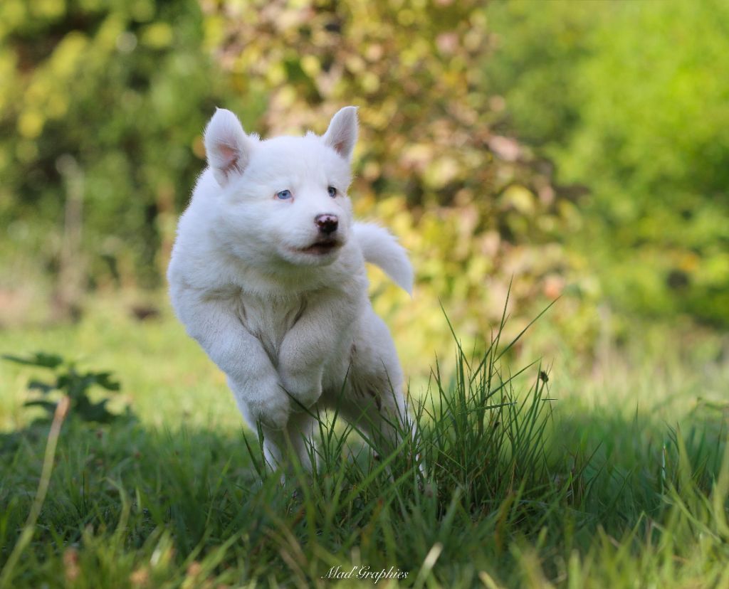 Des Echos Du Musher - Chiots disponibles - Laika de iakoutie