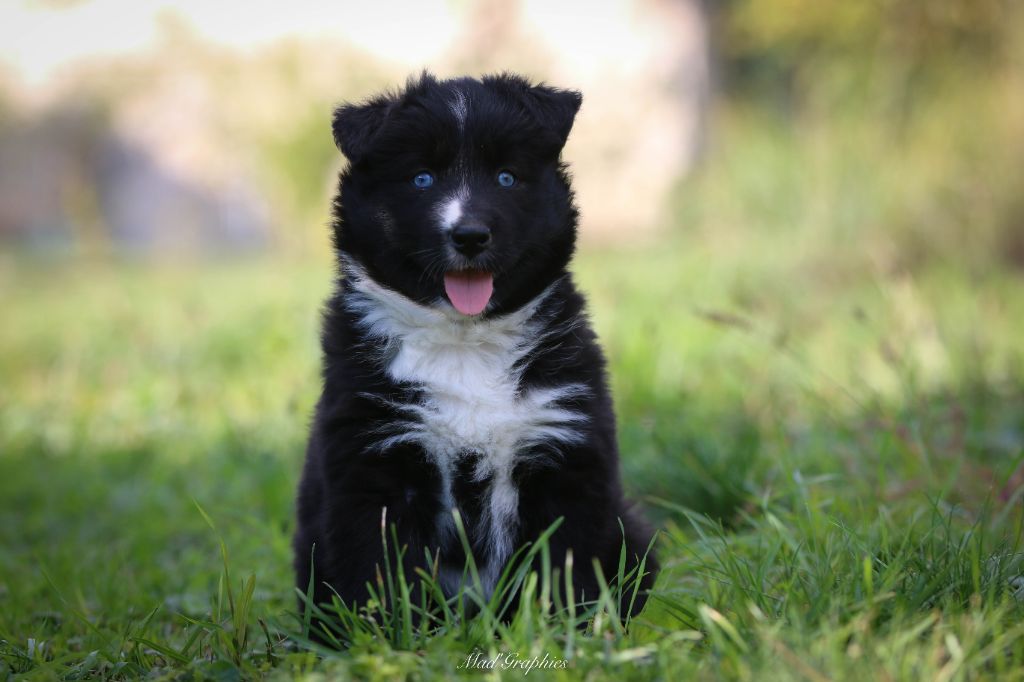 Des Echos Du Musher - Chiots disponibles - Laika de iakoutie