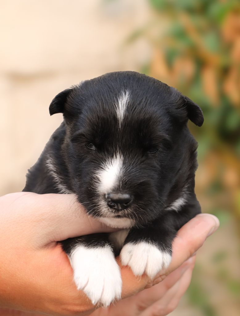 Des Echos Du Musher - Chiots disponibles - Laika de iakoutie
