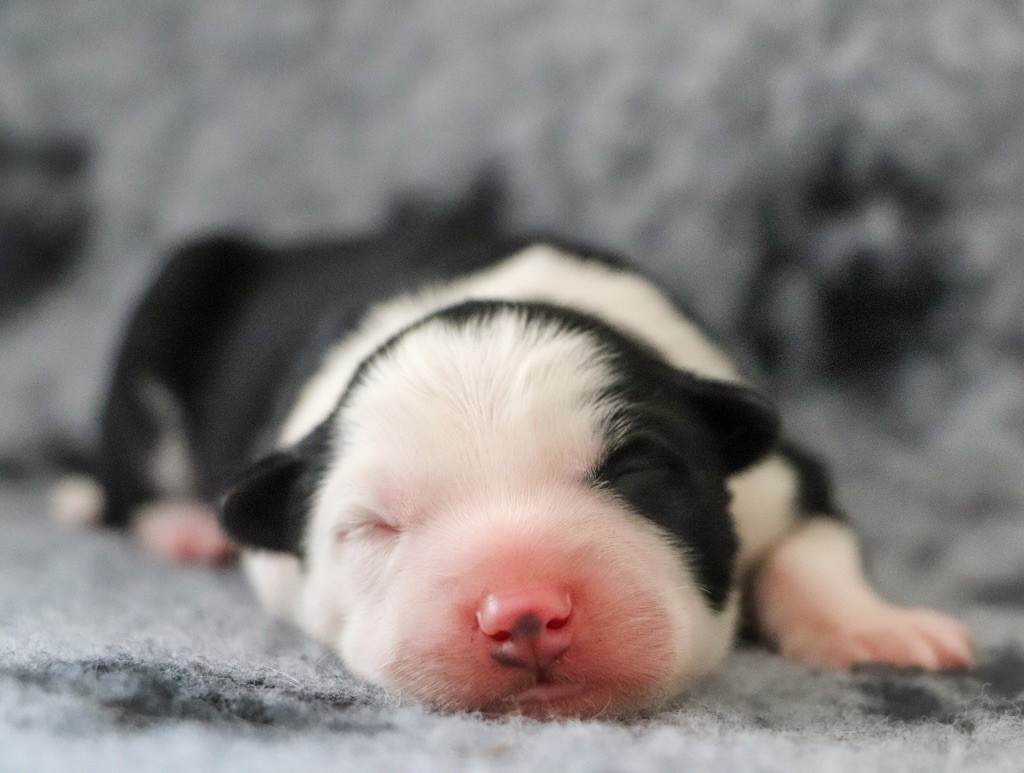 Des Echos Du Musher - Chiots disponibles - Laika de iakoutie