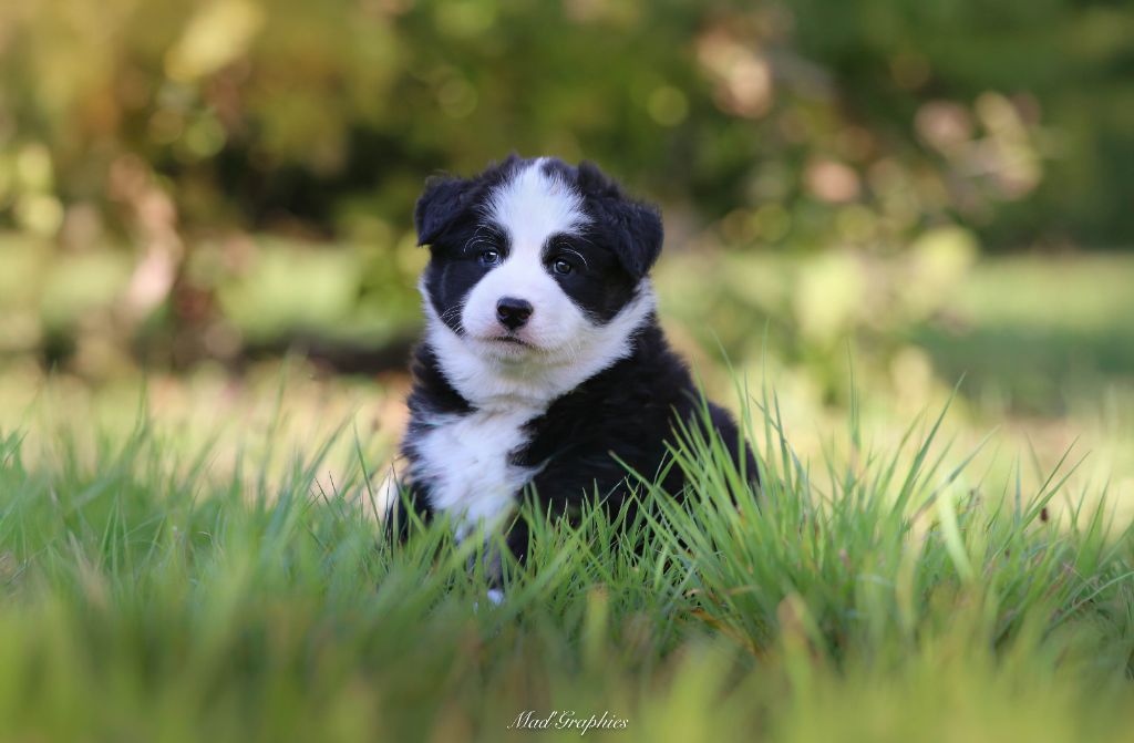 Des Echos Du Musher - Chiots disponibles - Laika de iakoutie