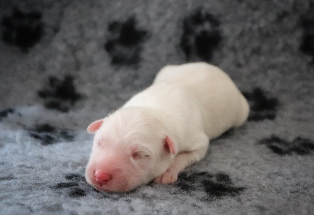 Des Echos Du Musher - Chiots disponibles - Laika de iakoutie