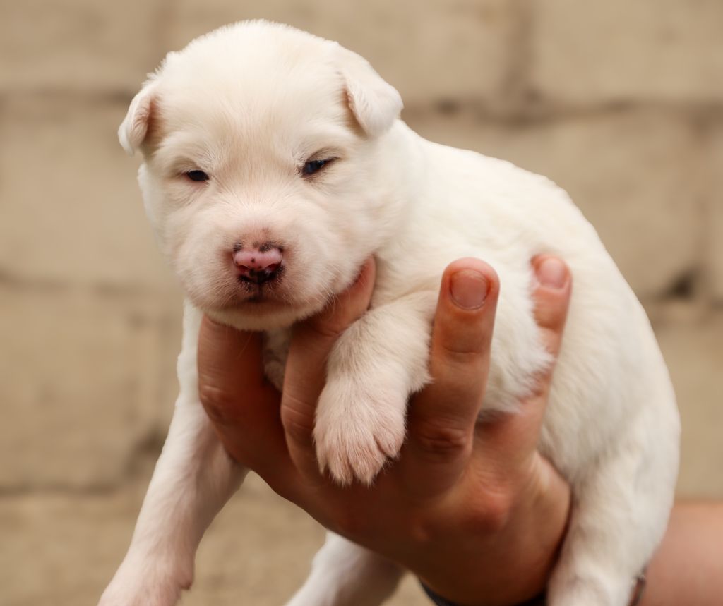 Des Echos Du Musher - Chiots disponibles - Laika de iakoutie